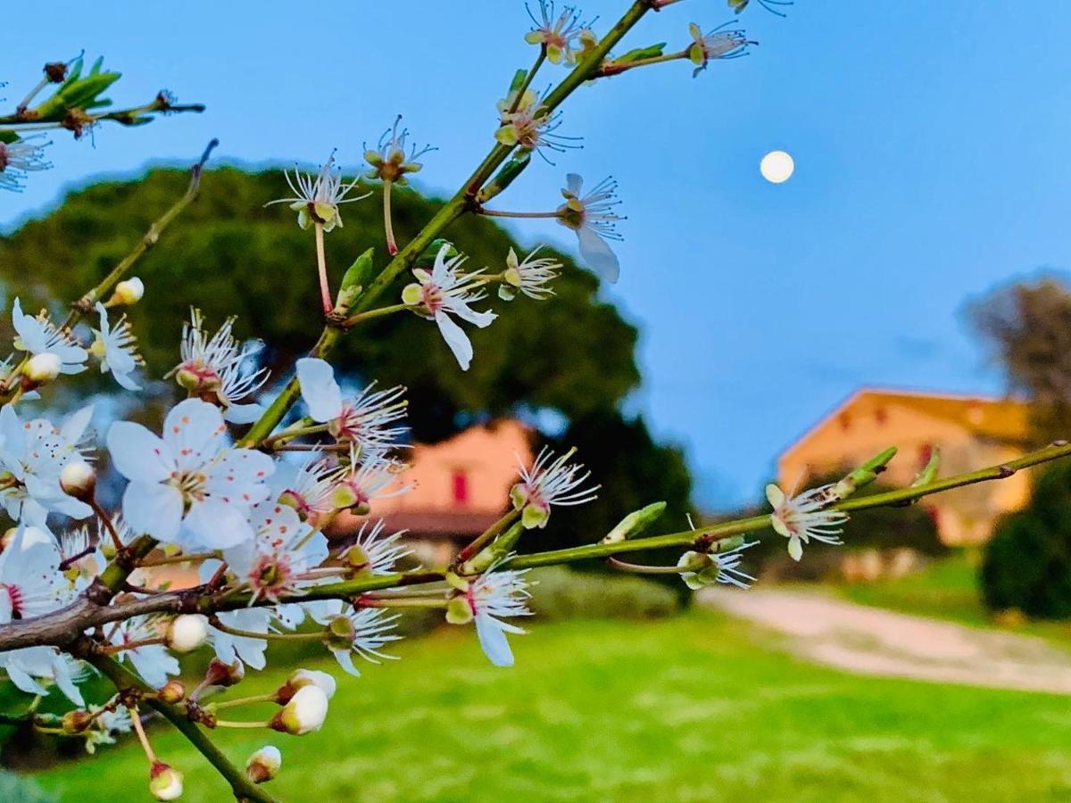 Tenuta Agricola Fraschiera Villa Massa Marittima Eksteriør billede